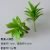 Wild Beauty Green
