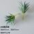 The small sword grass is gray-green