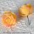 Flocked snow rose flowers are yellow
