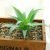 Flocked Green Prickly Aloe Vera (Potless Excluded)