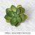 Apple leaf