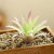 Flocked Pink Green Core Prickly Aloe Vera (without pot)