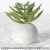 The spiny fruit is a small green cement ball