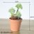 Heartflower bonsai