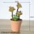 3 desert roses 1 air grass bonsai