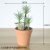 3. Small sword grass 1 Air grass bonsai