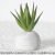 African aloe vera green small cement balls