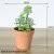 Flocked Talian green bonsai