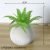 Small aloe vera green small cement ball