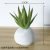 African aloe vera green small cement balls