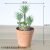 3. Small sword grass new tower lotus bonsai